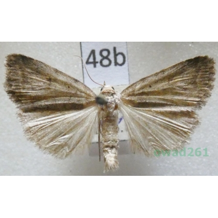 Athetis gluteosa (Treitschke, 1835) Czech48b